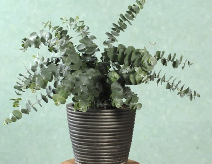 Eukalyptus „Baby Blue“