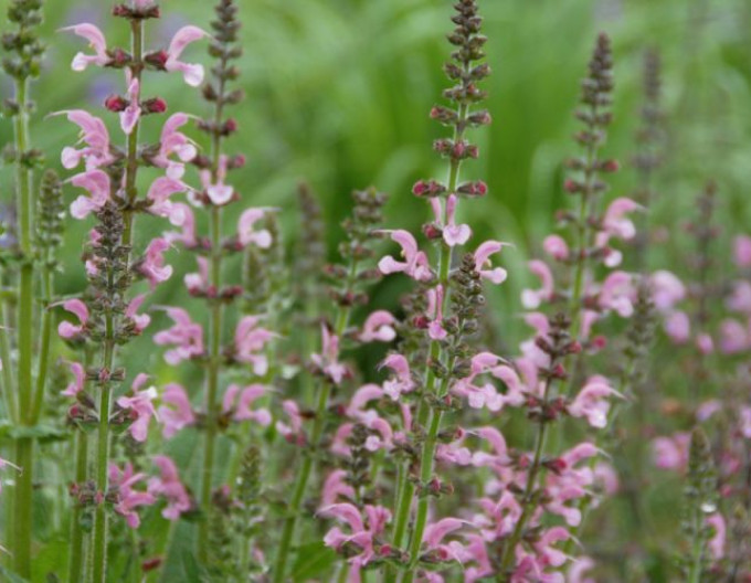 Wiesen-Salbei „Rose Rhapsody“