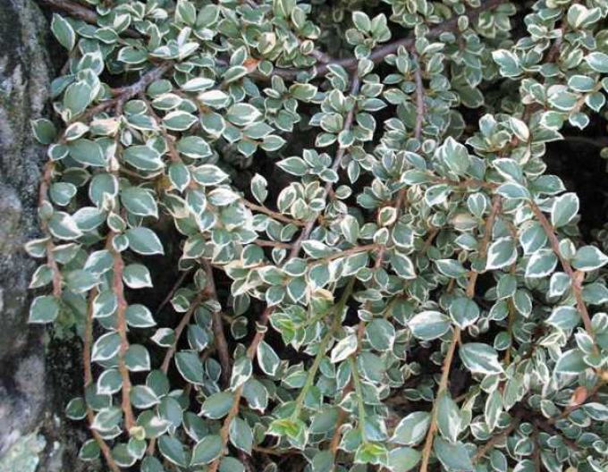 Zistrose Variegatus