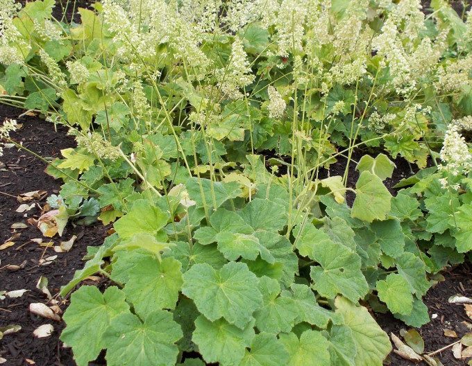 Langhaariges Purpurglöckchen (Heuchera villosa var. macrorrhiza)