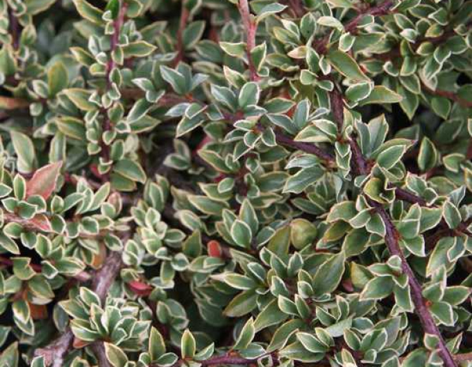 Zistrose Variegatus
