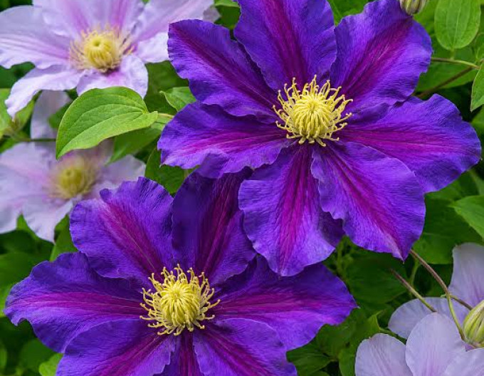 Waldrebe ‘Lavender Beauty´