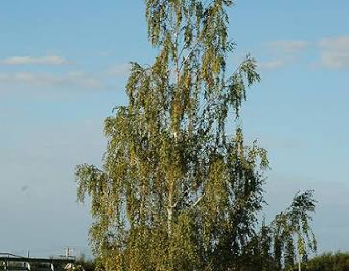 Hängebirke ‚Dalecarlica‘
