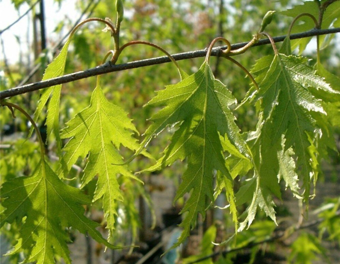 Hängebirke ‚Dalecarlica‘