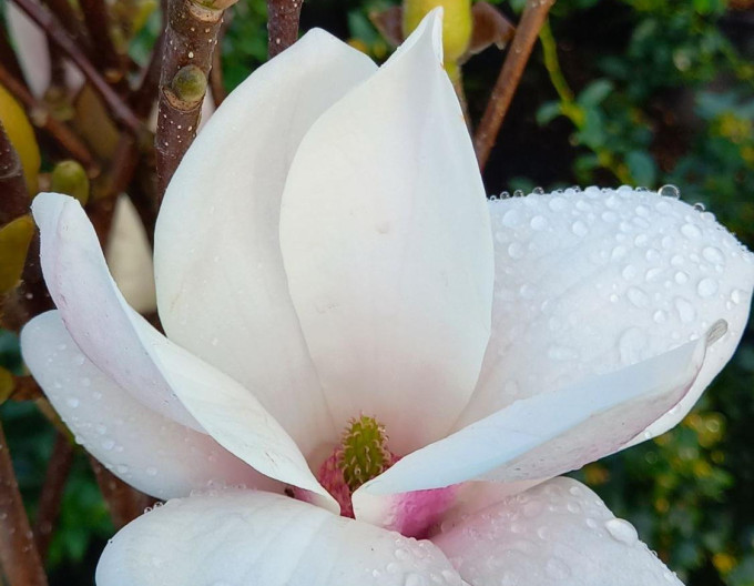 Magnolie ‚Alba Superba‘