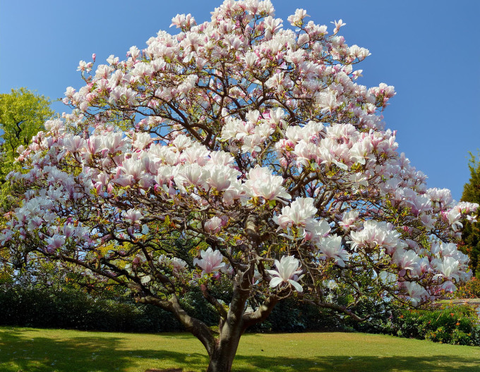 Magnolie ‚Alba Superba‘