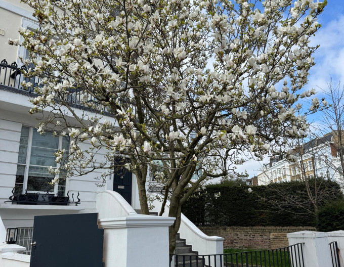 Magnolie ‚Alba Superba‘