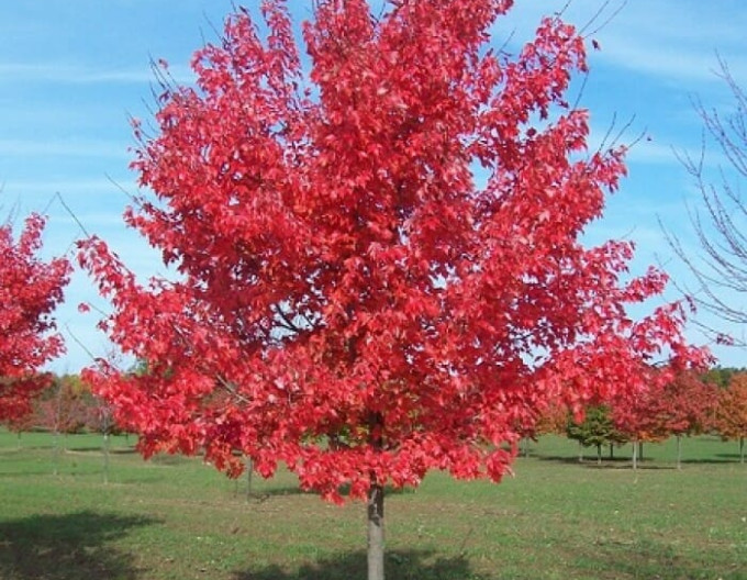 Rotahorn „Autumn Flame“ 2 l