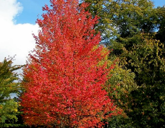 Rotahorn „Autumn Flame“ 2 l