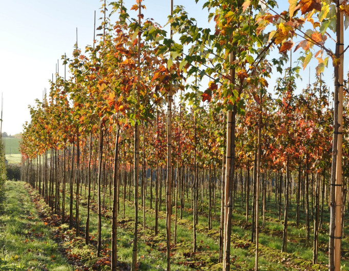 Rotahorn „Autumn Flame“ 2 l