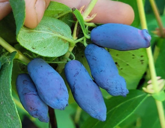 Sibirische Blaubeere  ’Strawberry Sensation’