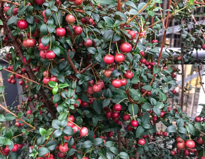 Chilenische Guave – Erdbeer-Myrte