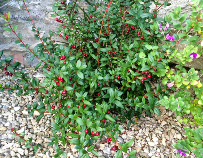 Chilenische Guave – Erdbeer-Myrte