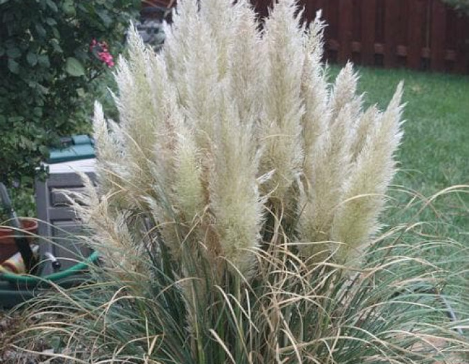 Pampasgras – Cortaderia ‚Pumila‘