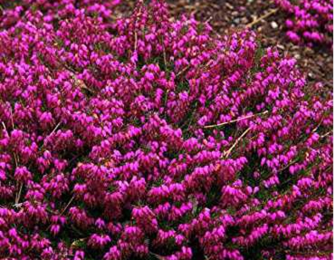 Heidekraut Myretoun Ruby