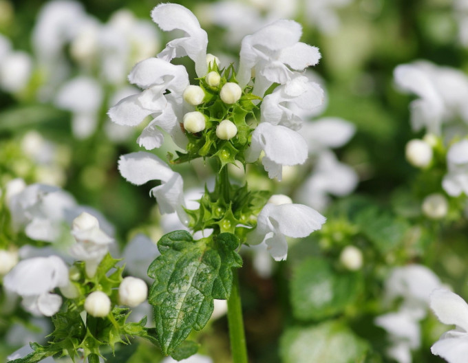 Gefleckte Taubnessel  ‚White Nancy‘