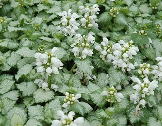 Gefleckte Taubnessel  ‚White Nancy‘