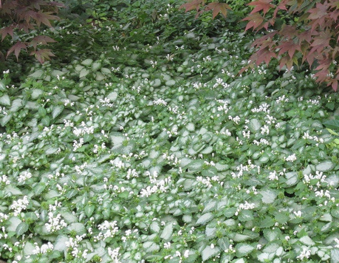 Gefleckte Taubnessel  ‚White Nancy‘