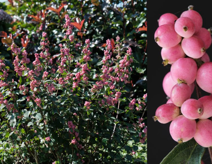 Symphoricarpos  ’Magic Berry’