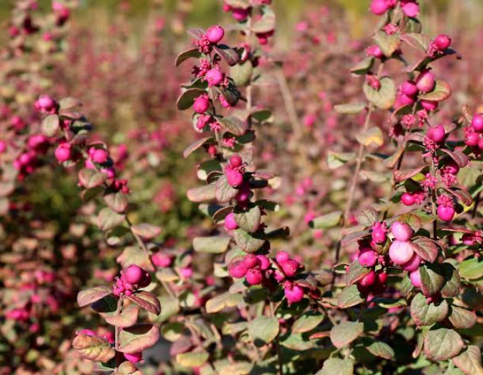 Symphoricarpos  ’Magic Berry’