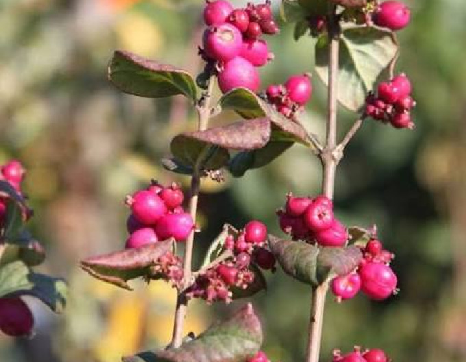 Symphoricarpos  ’Magic Berry’