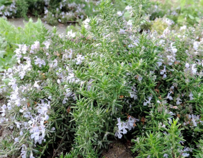 Echter Rosmarin „Corsican Blue“