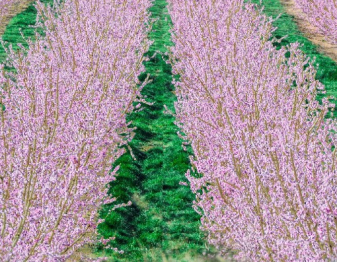 Lavendel ‚Rosea‘ 9x9
