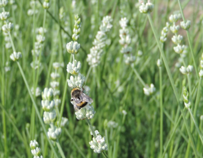 Lavendel ‚Alba‘