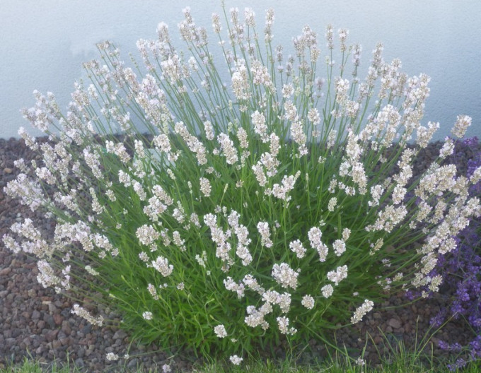 Lavendel ‚Alba‘
