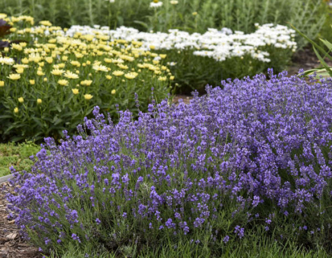 Schmalblättriger Lavendel