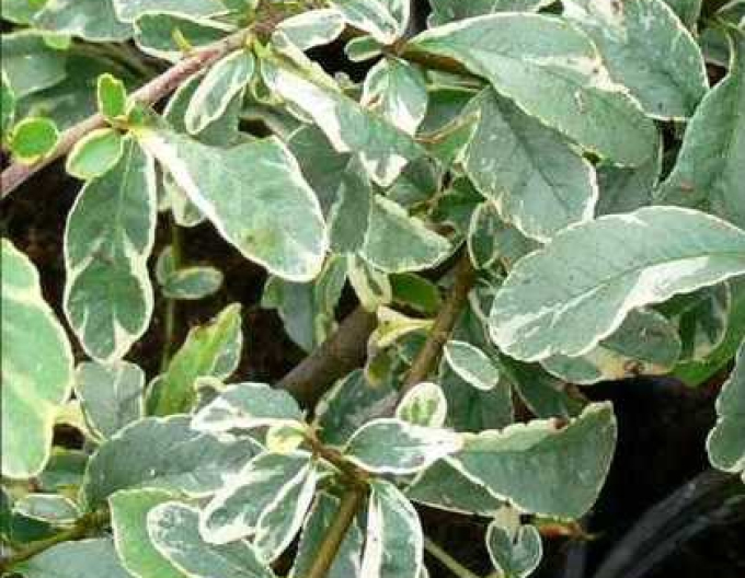 Scharlachroter Weißdorn Mohave silber