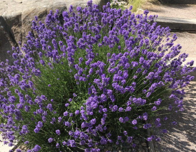 Schmalblättriger Lavendel