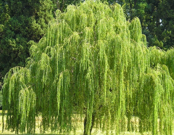 Babylonische Weide (Trauerweide) 2l