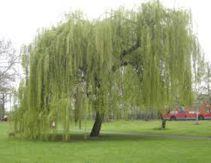 Babylonische Weide (Trauerweide) 2l