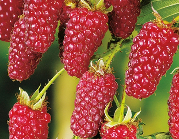 Himbeere Boysenberry