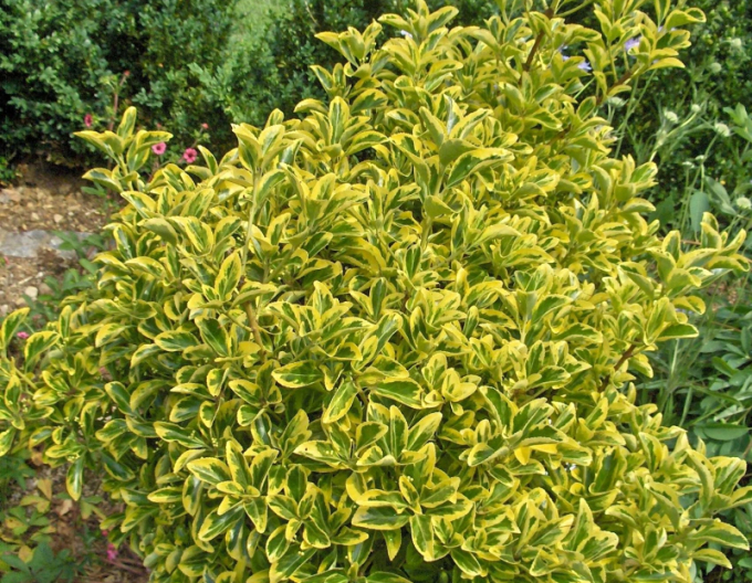 Japanischer Efeu Elegantissima Aureus