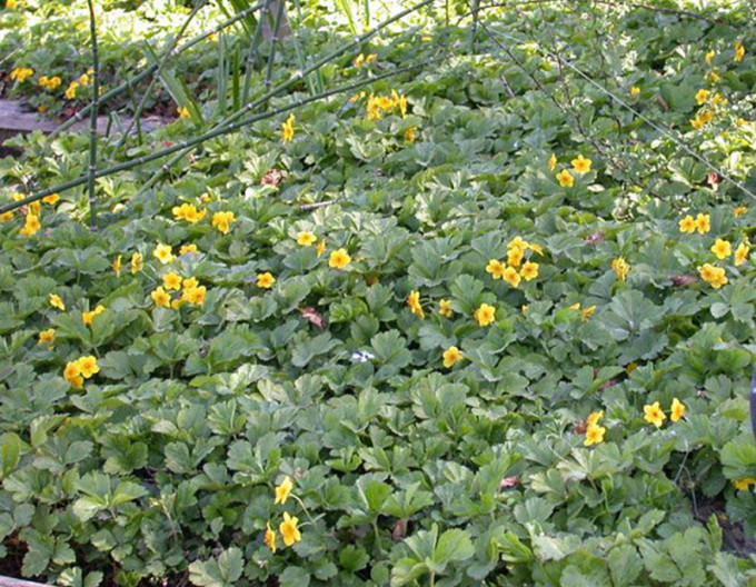 Dreiblättrige Golderdbeere 2l