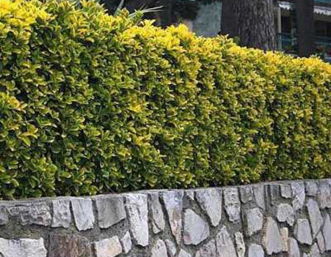 Japanischer Efeu Elegantissima Aureus