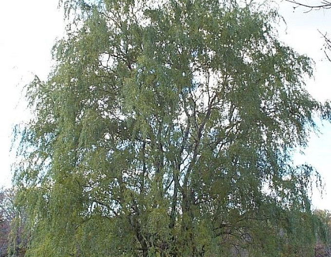 Korkenzieherweide „Tortuosa“ 2l