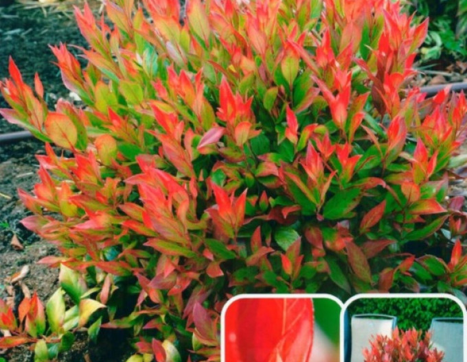 Leucote axillaris ’Little Flames’