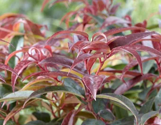 Leucothoe keiskei „ROYAL RUBY“ 2l