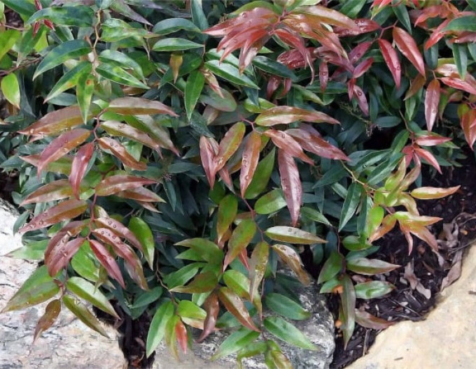 Leucothoe keiskei „ROYAL RUBY“ 2l