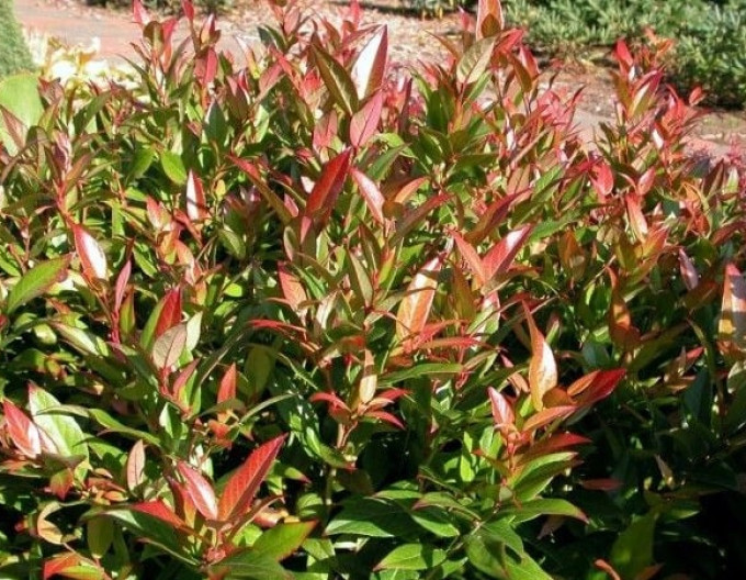 Leucothoe keiskei „ROYAL RUBY“ 2l
