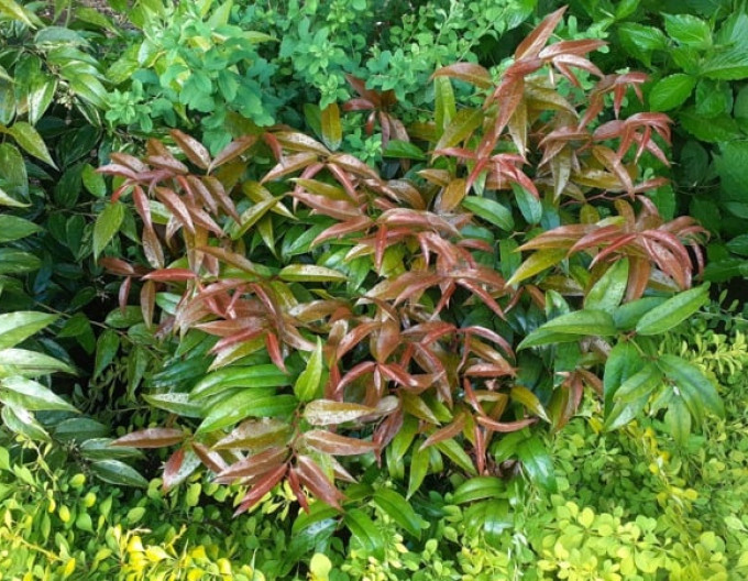 Leucothoe keiskei „ROYAL RUBY“ 2l