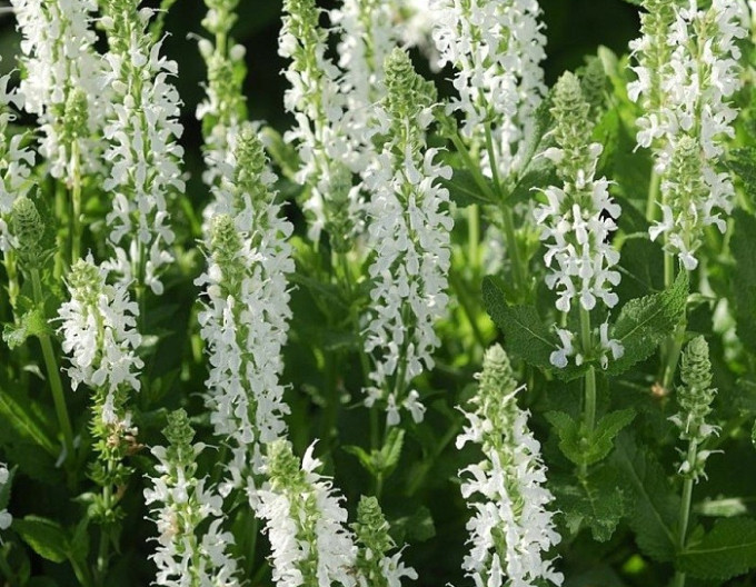 Salbei ‚Schneehugel‘ 2l
