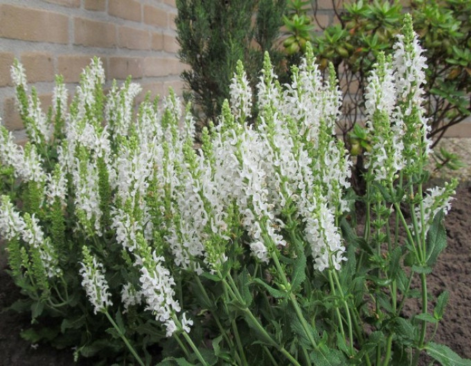 Salbei ‚Schneehugel‘ 2l