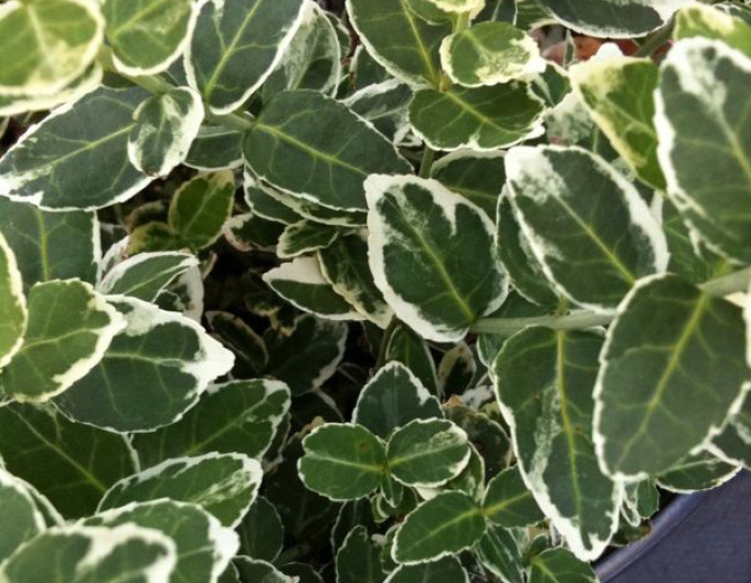 Kriechspindel „EMERALD GAIETY“ 2l