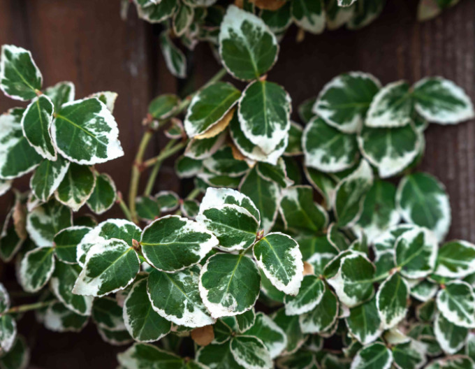 Kriechspindel „EMERALD GAIETY“ 2l