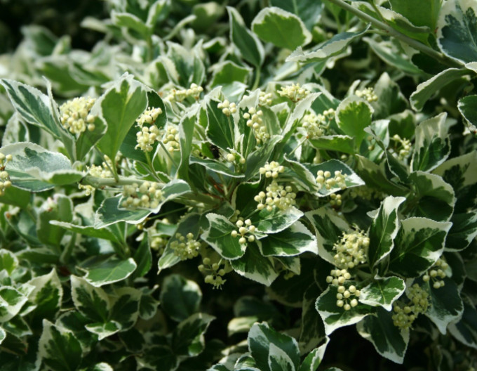 Kriechspindel „EMERALD GAIETY“ 2l
