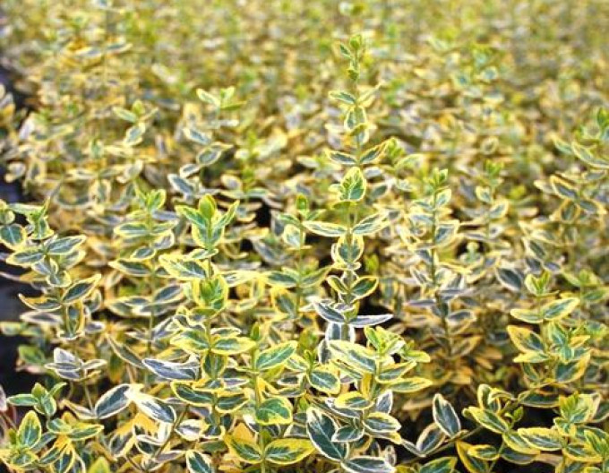 Kriechspindel „EMERALD and GOLD“ 2l